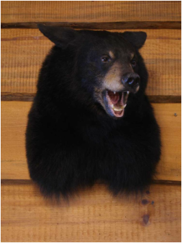 black bear shoulder mount