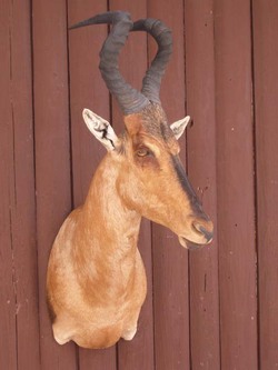 african taxidermy mount